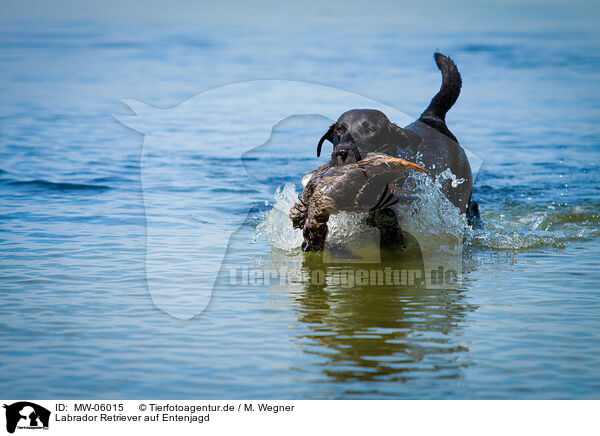 Labrador Retriever auf Entenjagd / Labrador Retriever at duck hunting / MW-06015