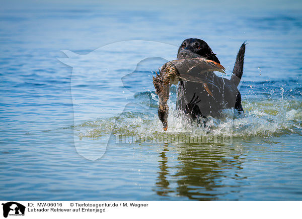 Labrador Retriever auf Entenjagd / Labrador Retriever at duck hunting / MW-06016