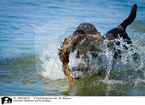 Labrador Retriever auf Entenjagd / Labrador Retriever at duck hunting / MW-06018