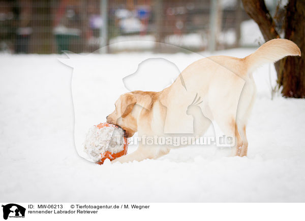 rennender Labrador Retriever / running Labrador Retriever / MW-06213