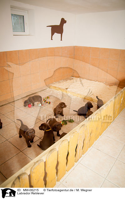 Labrador Retriever / Labrador Retriever / MW-06215