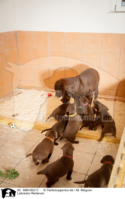 Labrador Retriever / Labrador Retriever / MW-06217