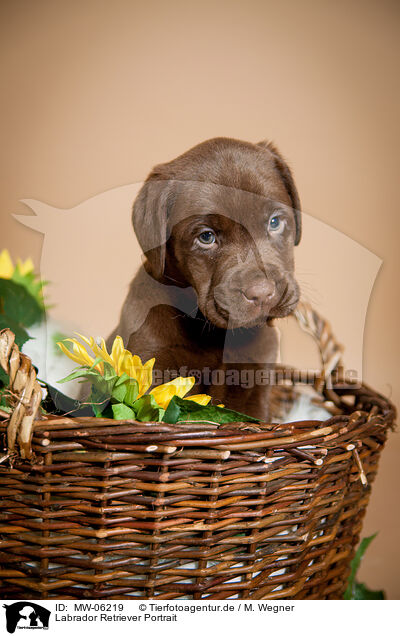 Labrador Retriever Portrait / Labrador Retriever Portrait / MW-06219