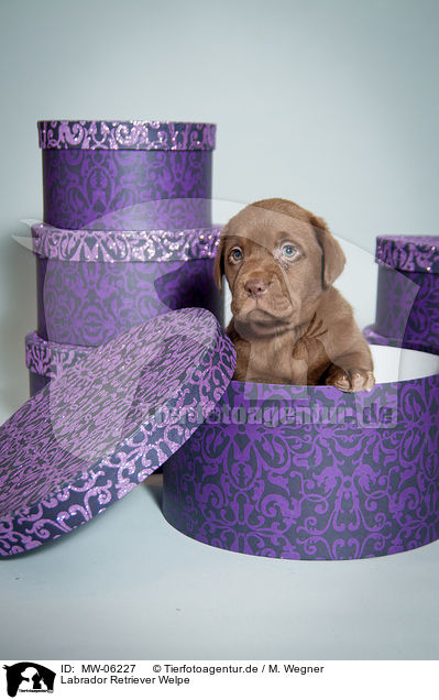 Labrador Retriever Welpe / Labrador Retriever Puppy / MW-06227