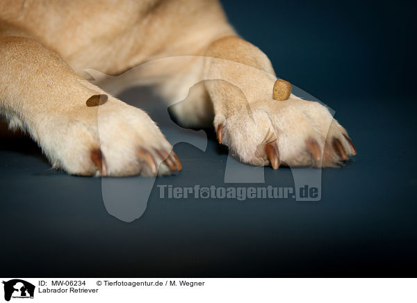 Labrador Retriever / Labrador Retriever / MW-06234