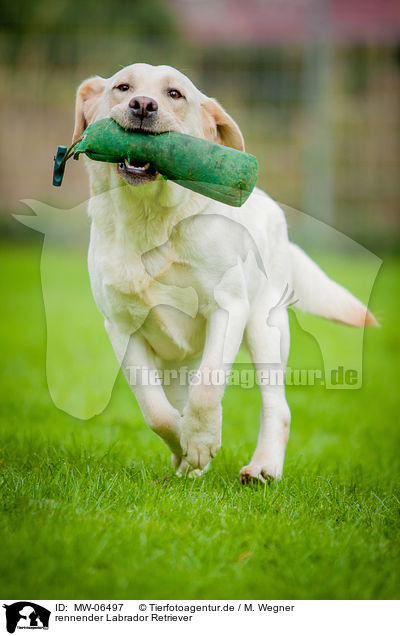 rennender Labrador Retriever / running Labrador Retriever / MW-06497