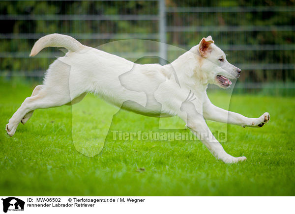 rennender Labrador Retriever / running Labrador Retriever / MW-06502