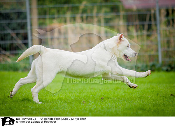 rennender Labrador Retriever / running Labrador Retriever / MW-06503