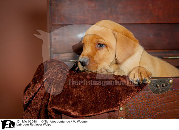 Labrador Retriever Welpe / Labrador Retriever Puppy / MW-06548