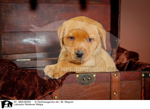 Labrador Retriever Welpe / Labrador Retriever Puppy / MW-06550