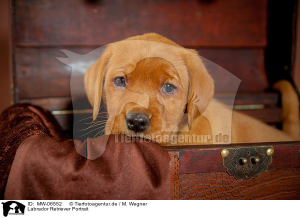 Labrador Retriever Portrait / Labrador Retriever Portrait / MW-06552