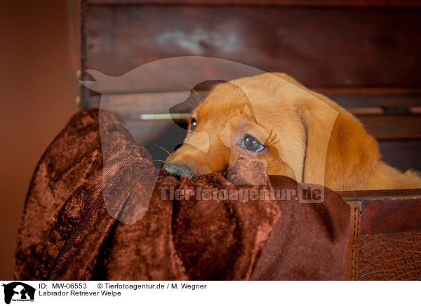 Labrador Retriever Welpe / Labrador Retriever Puppy / MW-06553