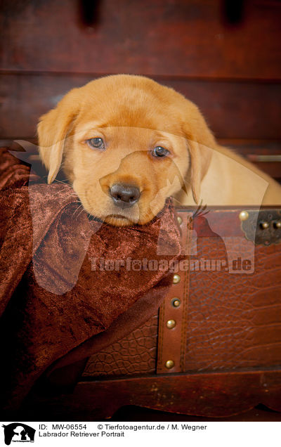 Labrador Retriever Portrait / Labrador Retriever Portrait / MW-06554