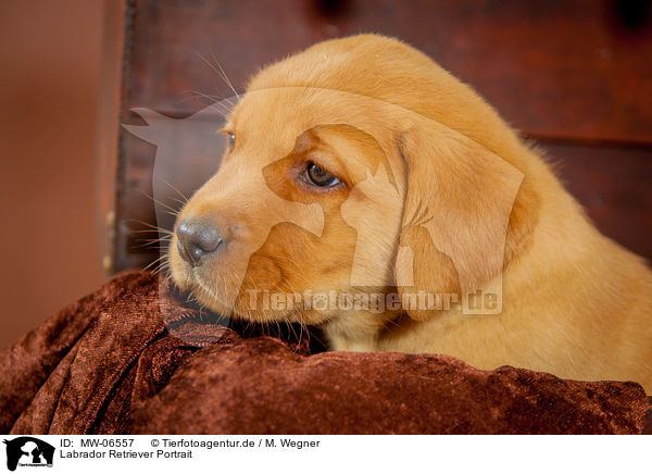 Labrador Retriever Portrait / Labrador Retriever Portrait / MW-06557