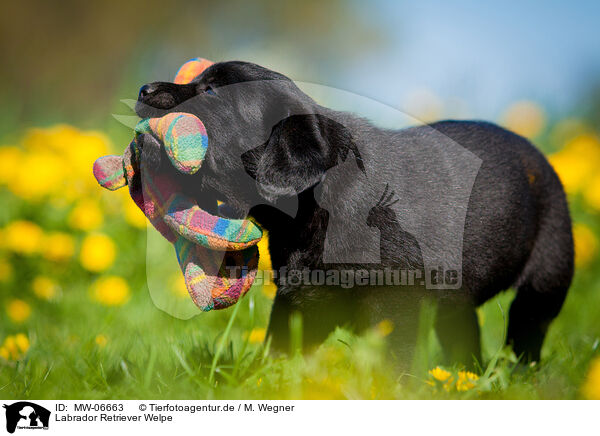 Labrador Retriever Welpe / Labrador Retriever Puppy / MW-06663