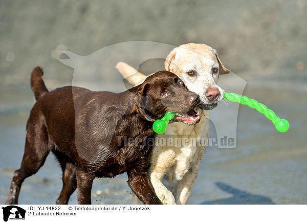 2 Labrador Retriever / 2 Labrador Retriever / YJ-14822