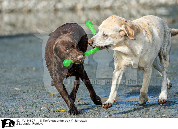 2 Labrador Retriever / 2 Labrador Retriever / YJ-14827