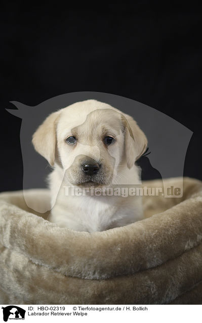 Labrador Retriever Welpe / Labrador Retriever Puppy / HBO-02319