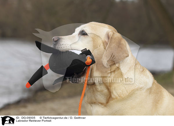 Labrador Retriever Portrait / Labrador Retriever Portrait / DG-09005