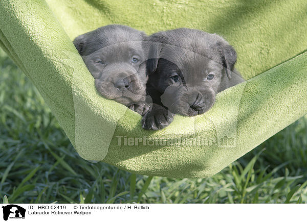 Labrador Retriever Welpen / Labrador Retriever Puppies / HBO-02419
