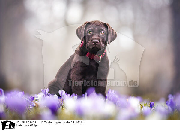 Labrador Welpe / Labrador Puppy / SM-01438