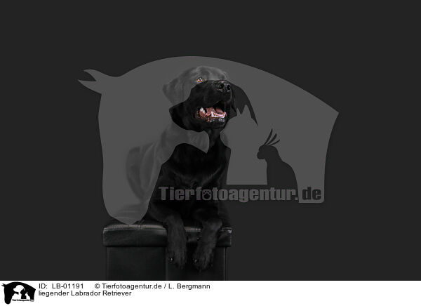 liegender Labrador Retriever / LB-01191