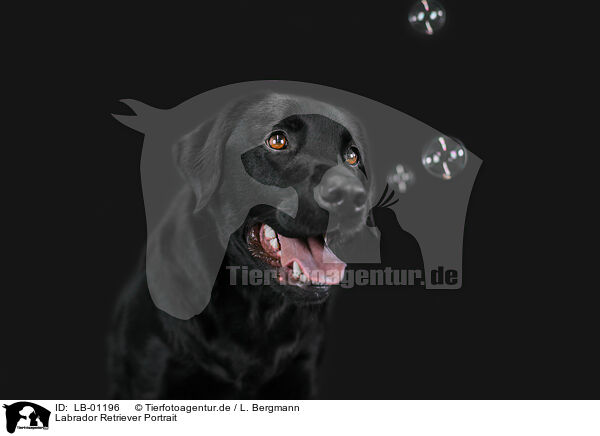 Labrador Retriever Portrait / LB-01196