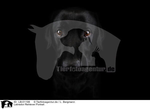 Labrador Retriever Portrait / LB-01198