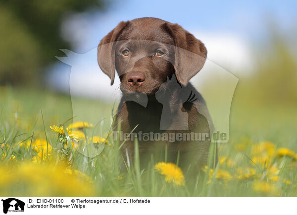 Labrador Retriever Welpe / EHO-01100