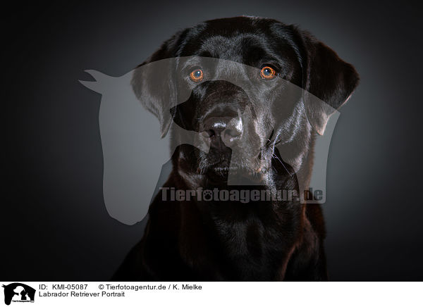 Labrador Retriever Portrait / KMI-05087