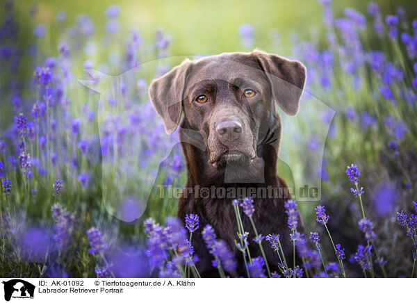Labrador Retriever Portrait / AK-01092