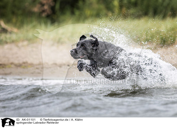 springender Labrador Retriever / jumping Labrador Retriever / AK-01101