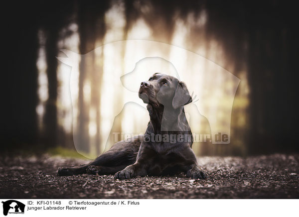 junger Labrador Retriever / young Labrador Retriever / KFI-01148