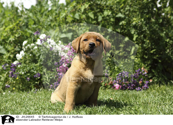 sitzender Labrador Retriever Welpe / JH-26645