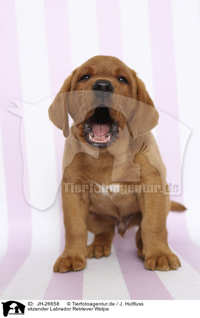 sitzender Labrador Retriever Welpe / sitting Labrador Retriever Puppy / JH-26658