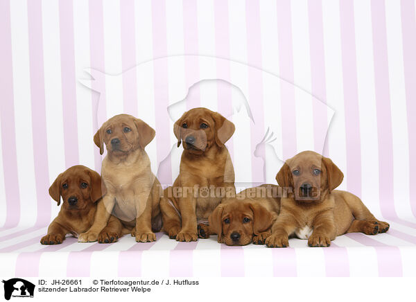 sitzender Labrador Retriever Welpe / JH-26661