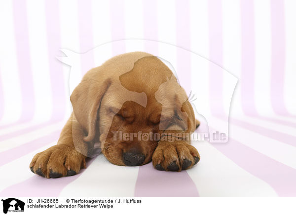 schlafender Labrador Retriever Welpe / JH-26665