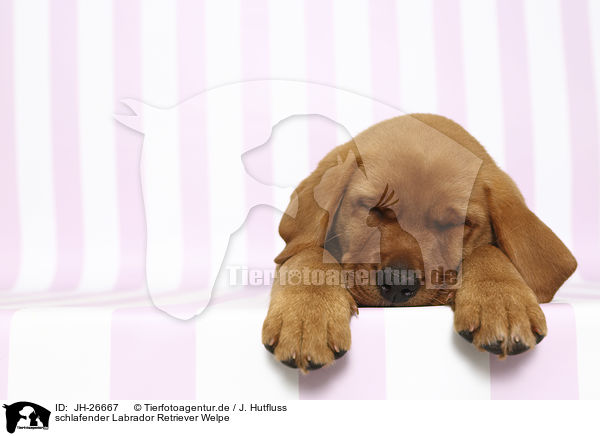 schlafender Labrador Retriever Welpe / JH-26667