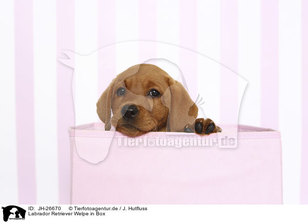 Labrador Retriever Welpe in Box / JH-26670