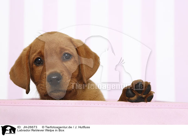 Labrador Retriever Welpe in Box / JH-26673