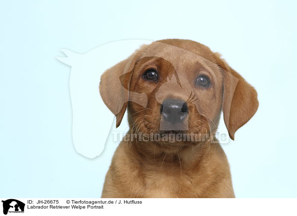 Labrador Retriever Welpe Portrait / JH-26675