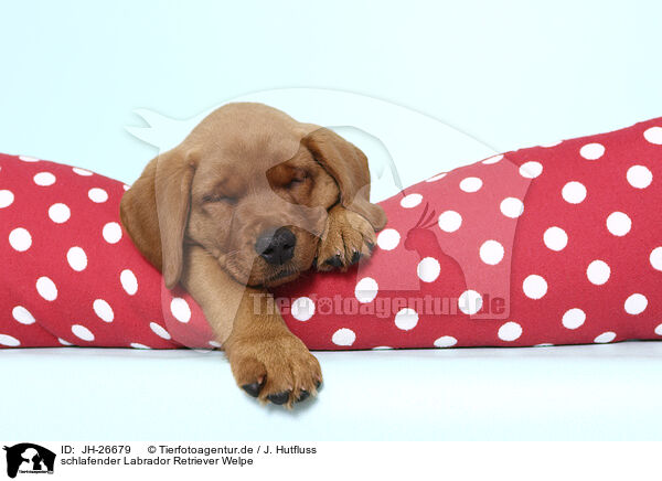 schlafender Labrador Retriever Welpe / JH-26679