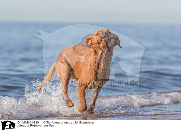 Labrador Retriever am Meer / MAB-01430