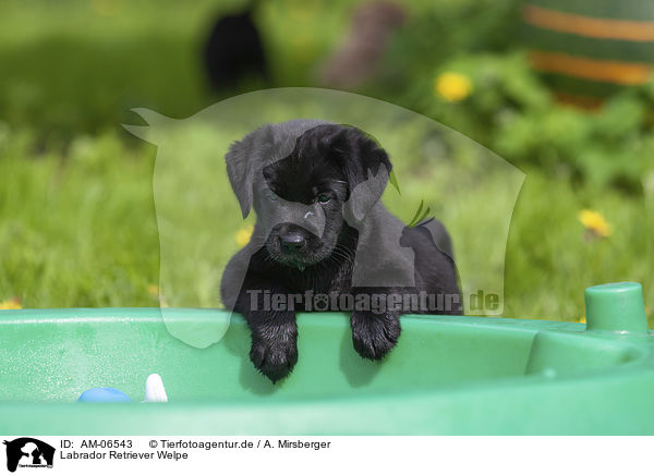 Labrador Retriever Welpe / Labrador Retriever Puppy / AM-06543