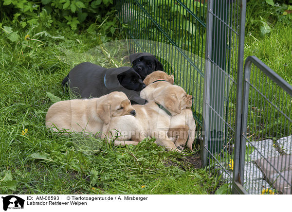 Labrador Retriever Welpen / Labrador Retriever Puppies / AM-06593