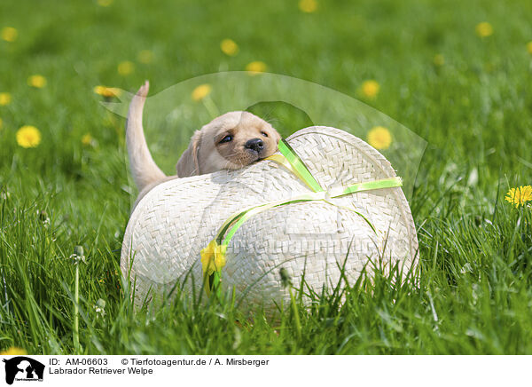 Labrador Retriever Welpe / Labrador Retriever Puppy / AM-06603