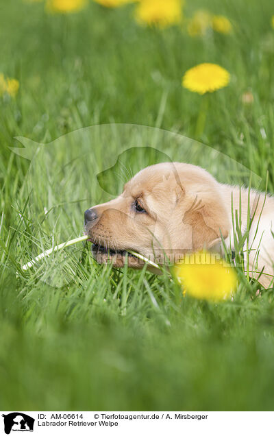 Labrador Retriever Welpe / Labrador Retriever Puppy / AM-06614