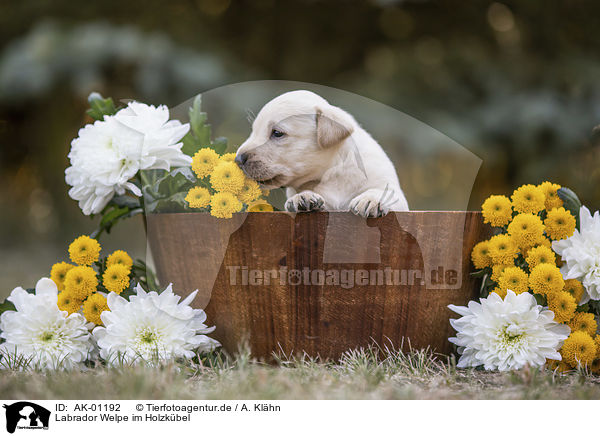 Labrador Welpe im Holzkbel / Labrador Puppy in the woodenpot / AK-01192
