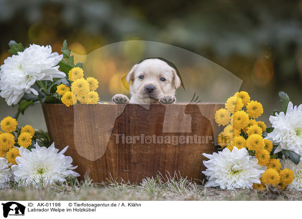 Labrador Welpe im Holzkbel / Labrador Puppy in the woodenpot / AK-01198
