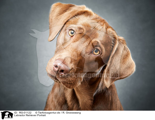 Labrador Retriever Portrait / Labrador Retriever Portrait / RG-01122